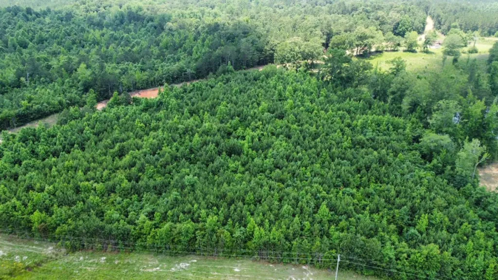 Đất rừng sản xuất có được thế chấp không?