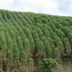 Đất rừng sản xuất có được dùng để vay thế chấp không?