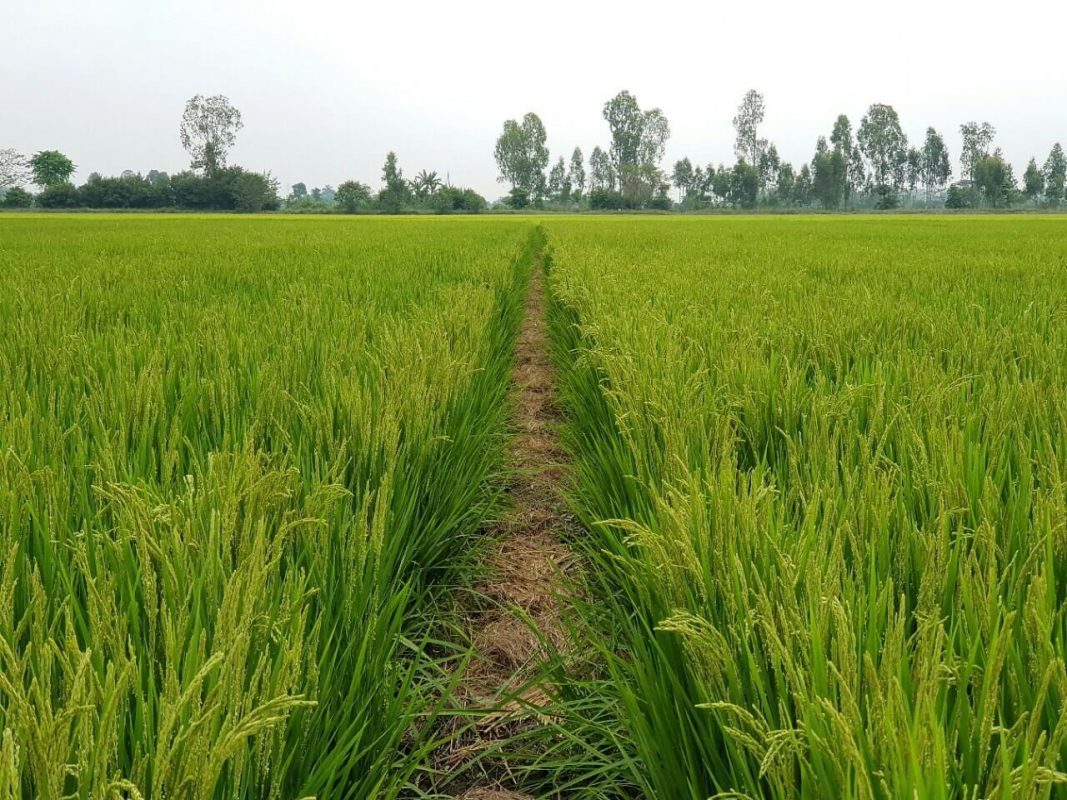 Hạn mức nhận chuyển nhượng đất trồng lúa