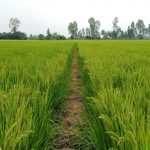 Đất trồng lúa có được chuyển nhượng không?