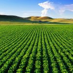 Đất nông nghiệp sổ chung là gì? Khi sử dụng có rủi ro gì không?