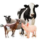 Gia súc là gì? 4 quy định cần chú ý khi nuôi gia súc