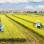 hạn mức đất ở