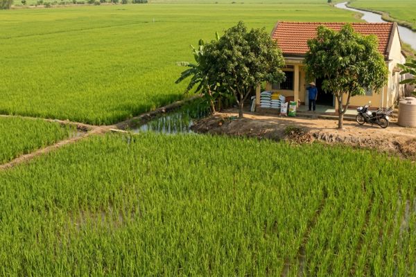 Đất lúa nước: Điều kiện cho phép người không làm nông nghiệp nhận chuyển nhượng